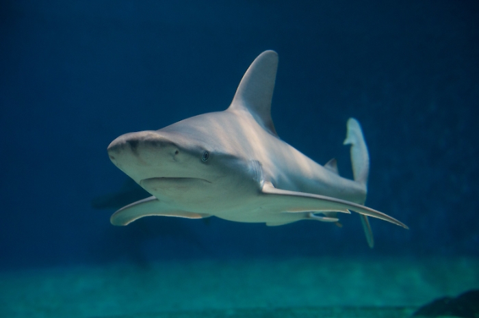 Lampedusa, si conclude il progetto internazionale Life Elife