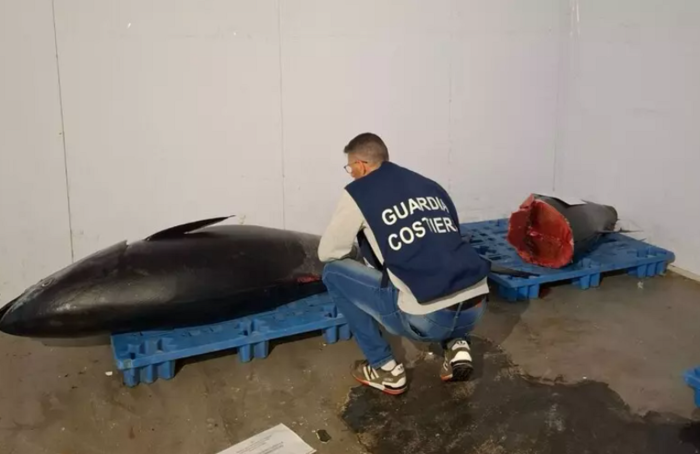 Tonno rosso pescato illegalmente sequestrato dopo un controllo a Pozzillo: multa di 5.333 euro