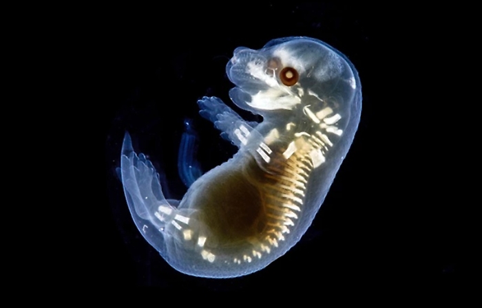 Il topo - chimera creato in laboratorio (con cellule umane) per testare i farmaci: la scienza oltrepassa un altro confine