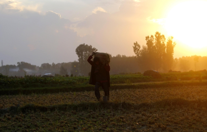 Rice harvest season in Indian Kashmir