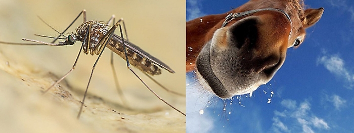 ASP CATANIA - caso west nile - 26.07.20251