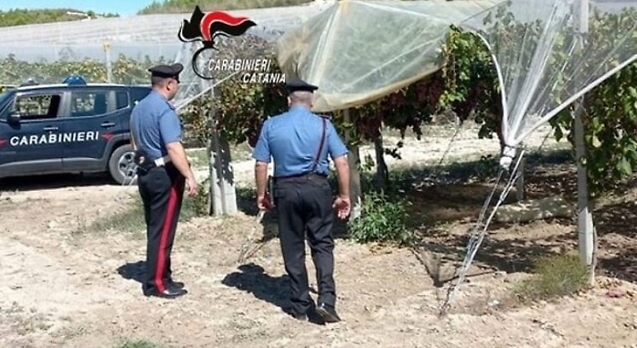 Carabinieri contro furti d'uva