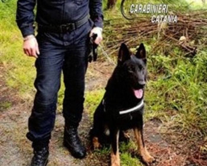 Auro, cane antidroga