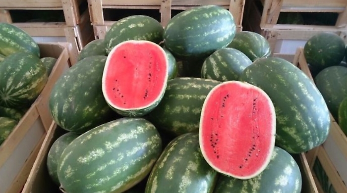 Immagine 2025-07-11 112610