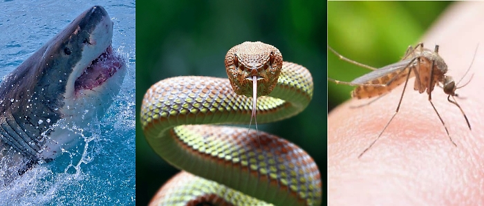 Worldrise-seamag-squalo-bianco-1200x1080