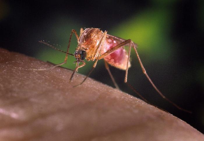 West Nile Virus