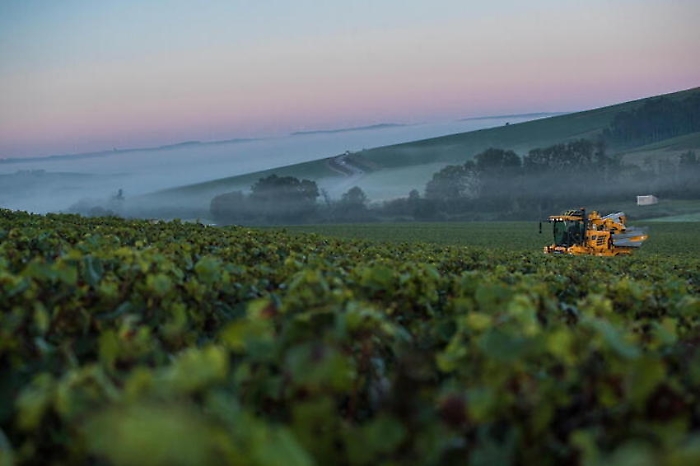 Harvests in the Chablis vineyard after the winter frost crisis