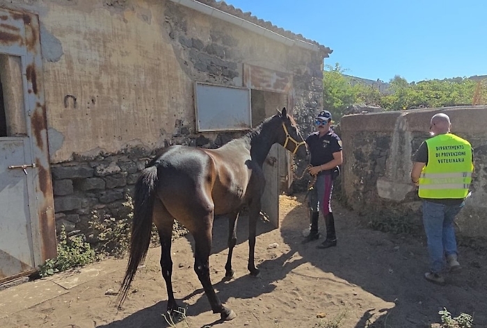 Stalla abusiva a Catania