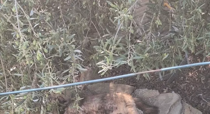 Gatti avvelenati a Mazzarr&agrave; Sant'Andrea