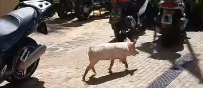 maialino in assessorato alla Regione