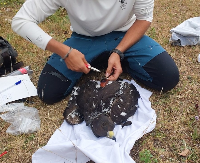 5Pullo di aquila reale marcato in Sicilia
