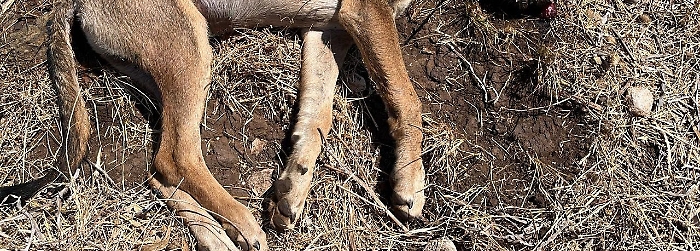 528724045_1205231741636689_8242267309556645191_n1