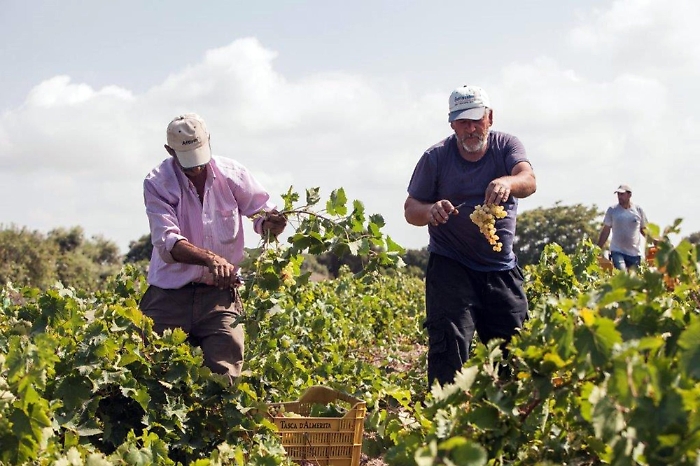 vendemmia sull'Isola di Mozia.
