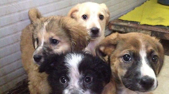 fdce2aef817f91babc648ec0404da0ce