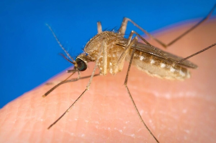 west nile1