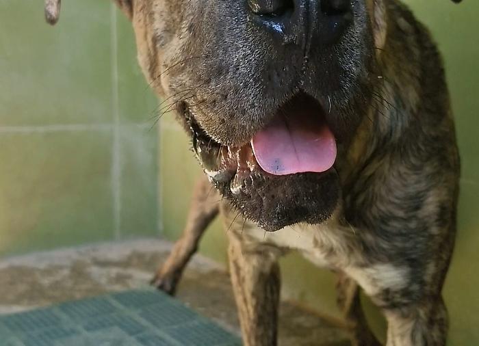 Immagine generica di un cane