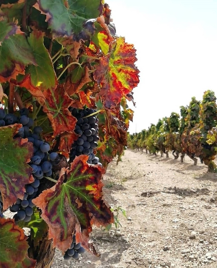 FestaVendemmia25Pachino_Sicilia (2)