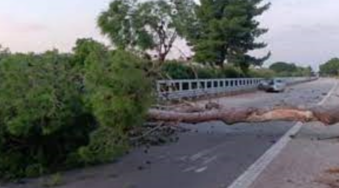 albero caduto sull'A20