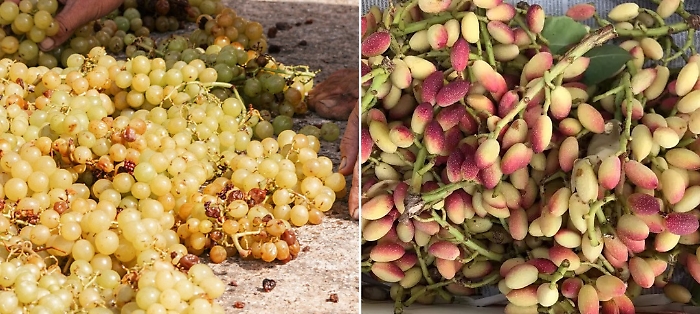 L'autunno da gustare in Sicilia tra pistacchi, castagne, vini dolci e olive: l'eccellenza di raccolte, sagre e putìe
