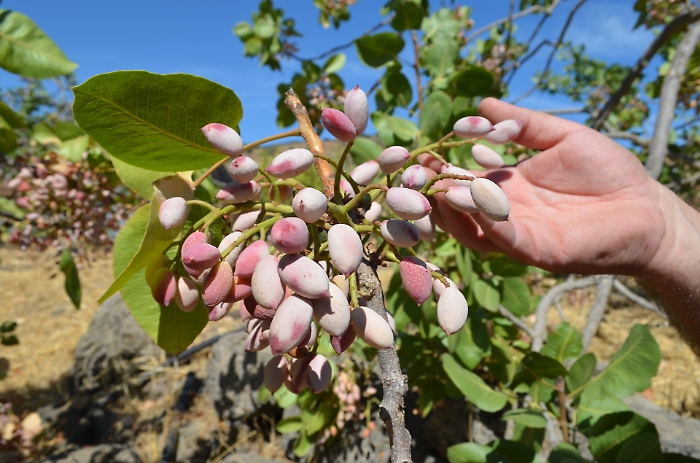 Pistacchio di Bronte