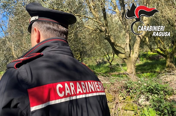 Comiso, rubano olive su un terreno di proprietà del Comune