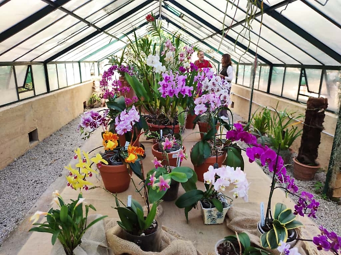 Zagara d'autunno all'Orto Botanico di Palermo