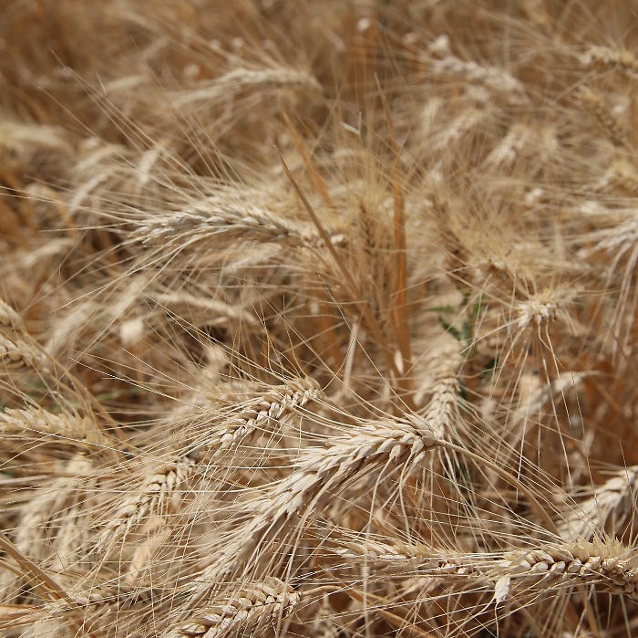 Ora Eataly si d&agrave; alla pasta: un disciplinare sulla filiera del grano duro e la sostenibilit&agrave; ambientale
