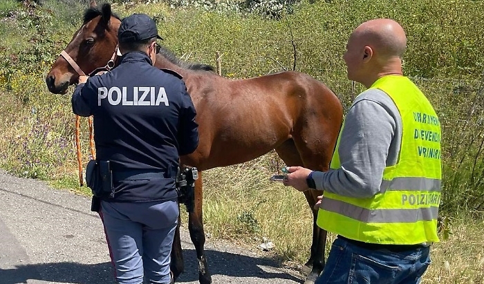 Cavallo morto alla Circonvallazione: s'indaga sul caso, intanto scatta multa per violazioni stradali