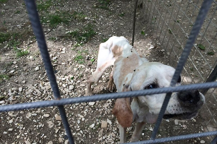 Lasciati tra sporcizia e degrado, cinque cani salvati a Misterbianco 