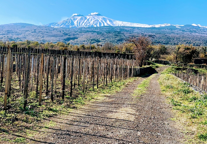 etna vino vigna