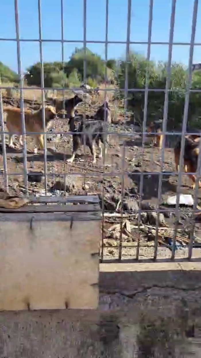 "Assalita da branco di randagi in via Galermo e azzannata al volto"