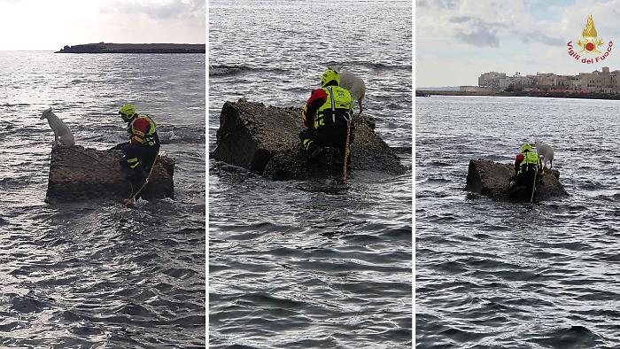 Un altro cagnolino  salvato dai vigili del fuoco in mezzo al mare: stavolta &egrave; successo a Siracusa