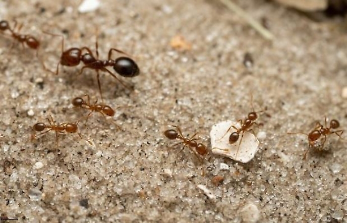 Specie aliene invasive, la Sicilia avvia una web app per le segnalazioni