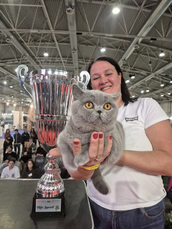 Affettuosa e pacioccona la gatta Mila &egrave; la regina d'Italia: vince il "SuperCat Show"