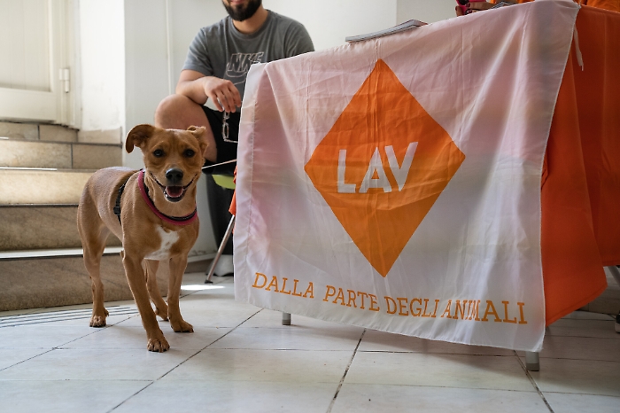 Microchip per i cani, Lav dice &laquo;no&raquo; al costo aggiuntivo introdotto dalla Regione