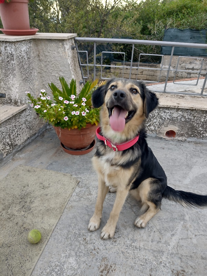 Rem&igrave;! Splendido simil pastore di 6 mesi