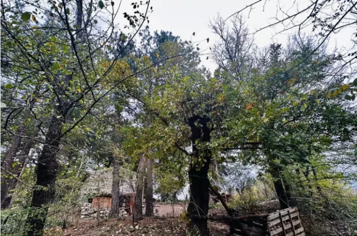 Il caso dei bambini del bosco, la relazione del tribunale: niente bagno e i genitori hanno chiesto 50mila euro per vaccinarli