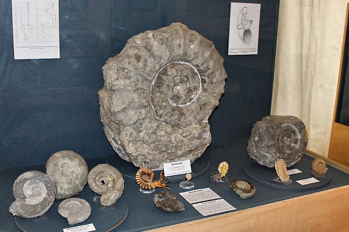 Comiso, il museo civico di storia naturale un'eccellenza scientifica della Sicilia sud-orientale