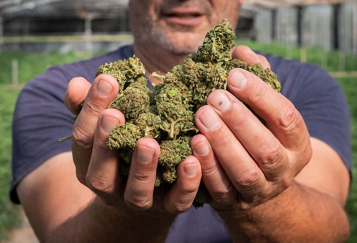 Cannabis light, il governo fa marcia indietro: torna la vendita, ma con una maxi imposta. Cosa cambia davvero
