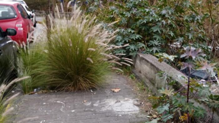  Erbacce sui marciapiedi di Viale Marco Polo