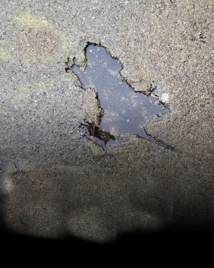 La "rat hole di Chicago non è un super- ratto ma (forse) uno scoiattolo sfortunato 