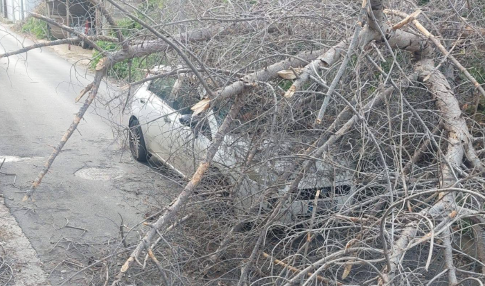 L'albero crolla all'improvviso e finisce sull'auto: quattro giovani feriti a Palermo