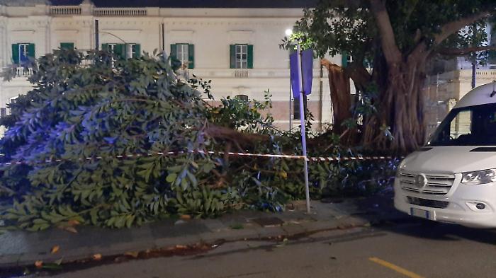 Albero caduti di fronte al Cavallotti