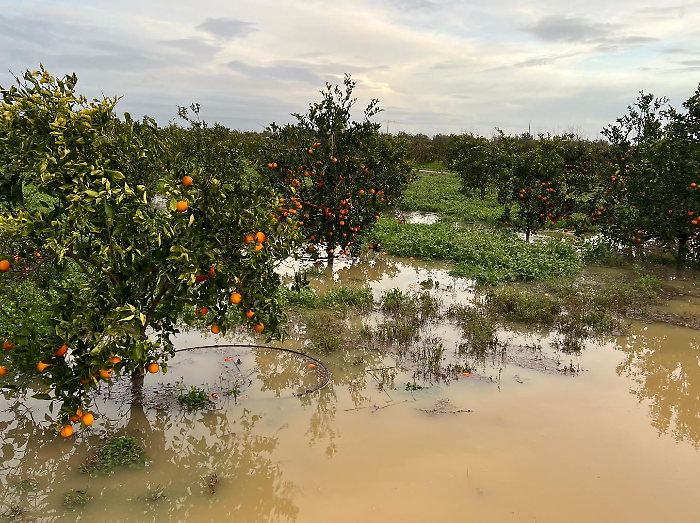 Il ciclone devasta gli agrumeti: &laquo;Distrutto l&rsquo;80% della produzione&raquo;