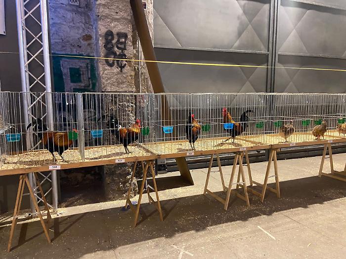 Fiera dei polli alla Zisa, bufera sul Comune