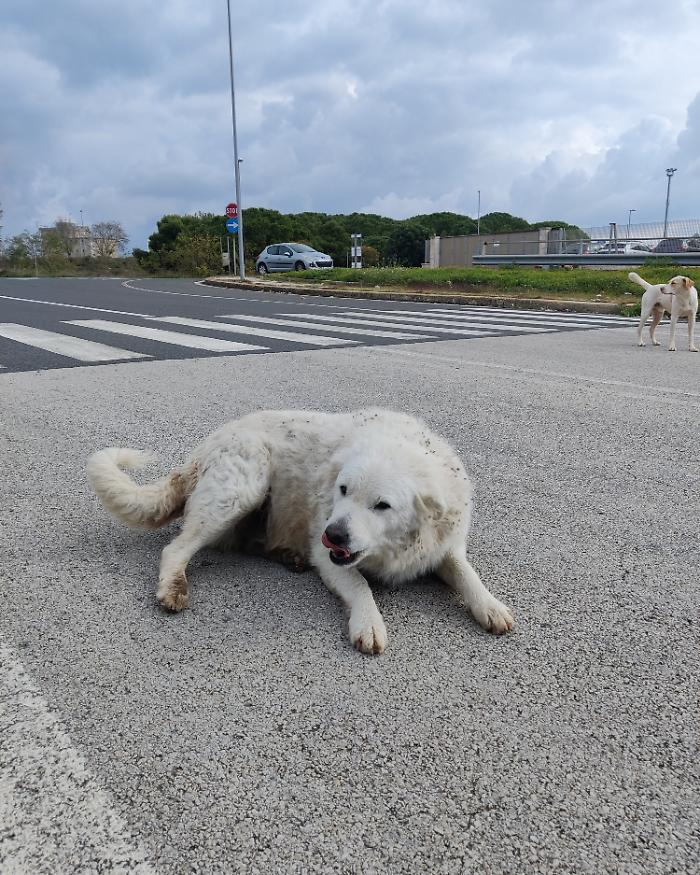Sebastian ha perso Belle e da allora guarda il mondo con altri occhi