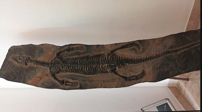 E se fosse Jurassic park? Un rettile marino di 230 milioni di anni fa in mostra a Comiso