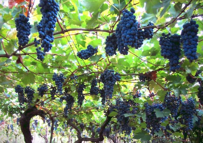Olimpiadi Milano-Cortina: un Etna Doc rosso tra i 26 vini ambasciatori a Casa Italia 