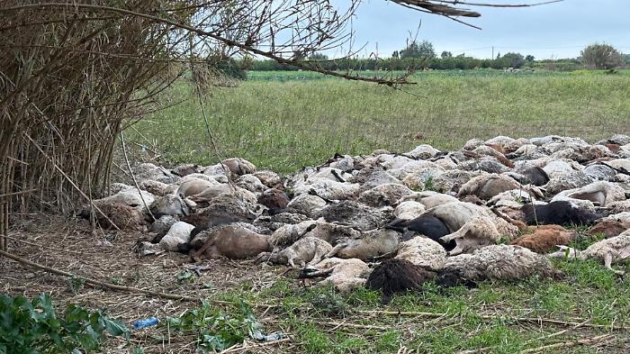 Pecore uccise dall&rsquo;alluvione: carcasse vicino alla fonte Ciane