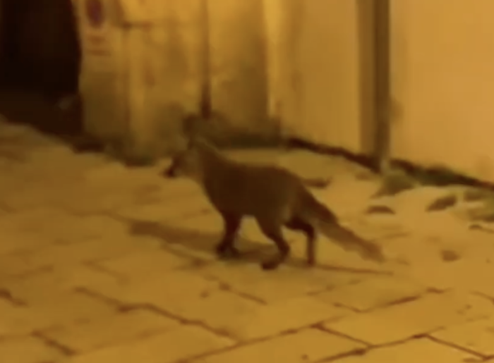 A Roma i cinghiali, a Scicli i volpini (video)